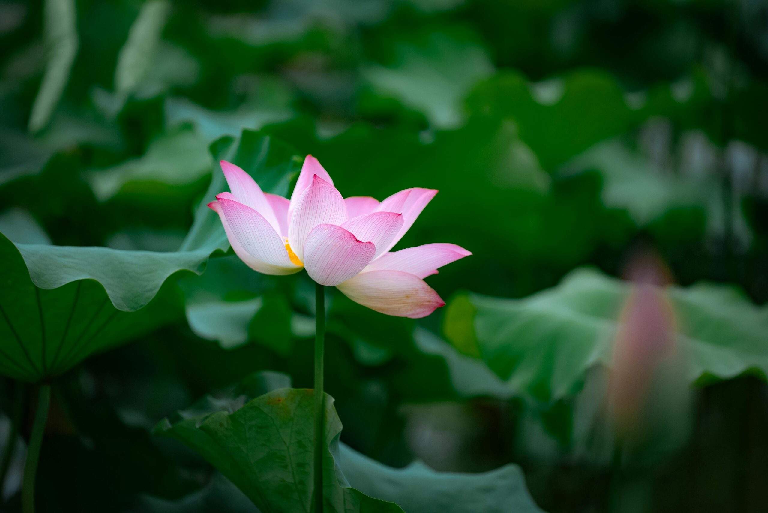 Close upIndividual embracing self-compassion during reflection to foster a positive mindset of a lotus