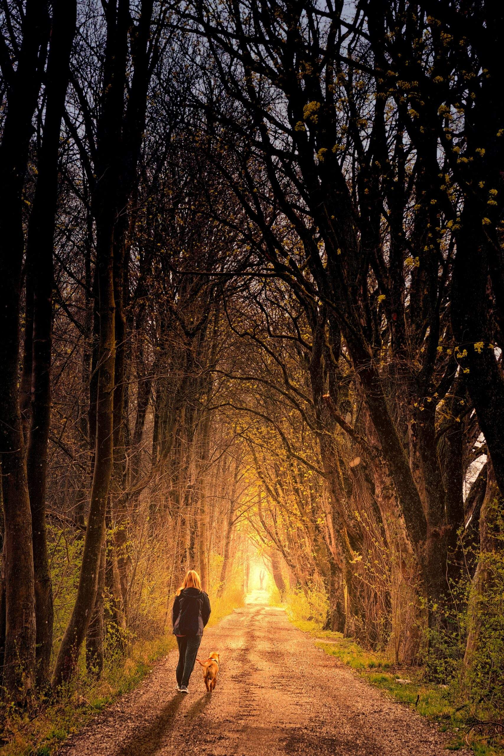 Photo of person walking on road in peaceful environment